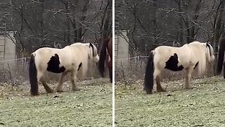 Adventurous Cat Decides To Go Horseback Riding