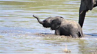 Baby Elephant Stumbles And Falls Through Deep River Crossing