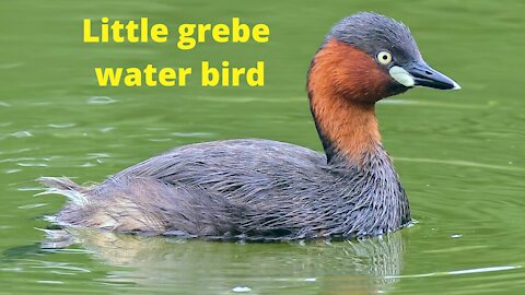 Little Grebe water bird Life style and hunting