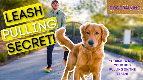 #1 TRICK TO STOP YOUR DOG PULLING ON THE LEASH!