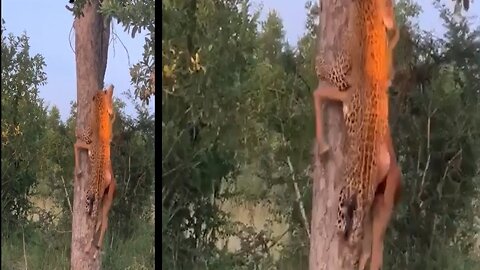 Watch: Leopard shows off kill, drags prey heavier than itself up a tree