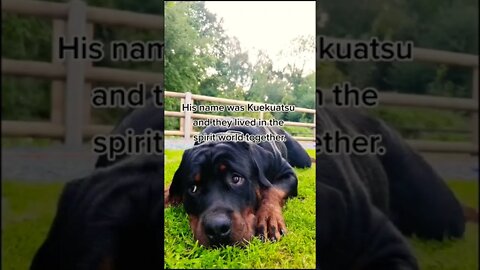 Dog gets sad hearing about the story about the moon 🌙 😔 #Shorts #rottweiler #dogs