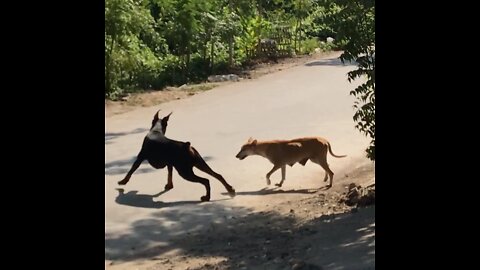 Female stray dog is not into Doberman