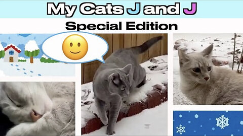 Cats and Sleet Special Edition | Hilarious Cats Experience Sleet for the First Time