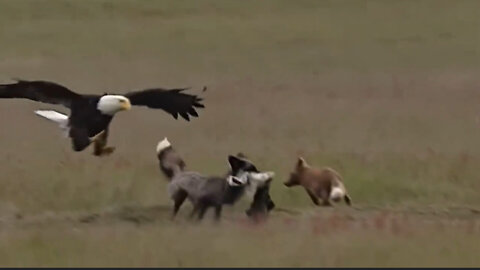 When an eagle wants to take prey from a fox