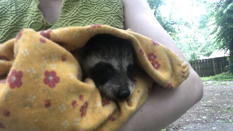 Baby Raccoon Rescue ‘Cus I’m Basically A Fairy