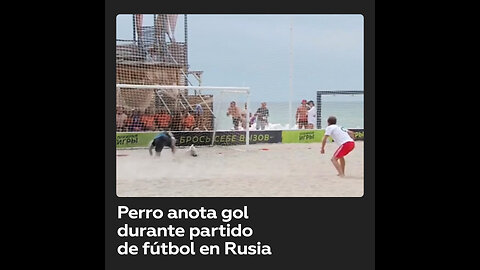 Perro anota un gol durante un torneo de fútbol playa en Rusia