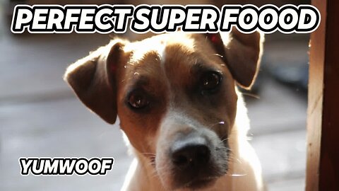 🐾 Calling All Dog Lovers: Fuel Your Pup's Adventure with Perfect Superfood Protein! 🐾