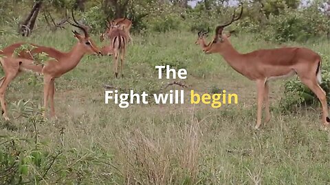 Hot fight between two gazelles 🔥