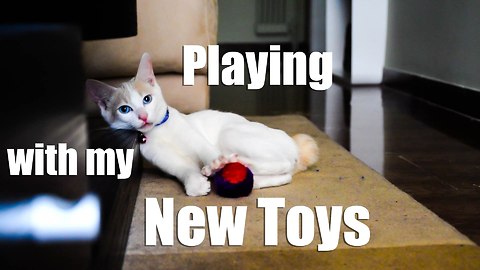 Kitten playing with his new toys