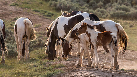 Wild Painted Ladies Wild Horses Mares of Wyoming by Karen King