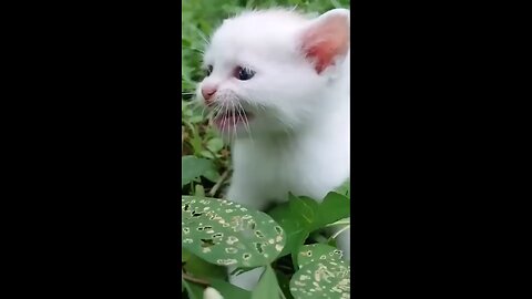 Cute_Babycat_#kitten_#cutebaby(480p)