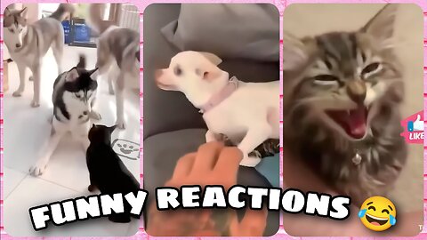 10 Fun Facts About Dogs Reactions😍❤️