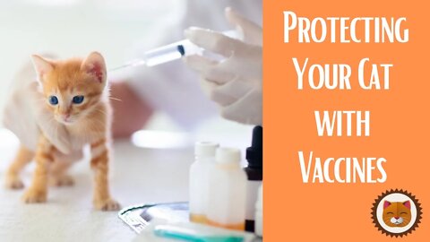 🐱 Cats 101 🐱ur Cat With Vaccinations