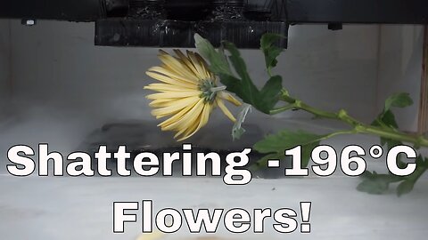 Crushing Liquid Nitrogen Frozen Flowers With A Hydraulic Press