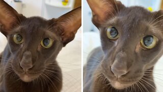 Unique Oriental Cat Playfully Attacks The Camera