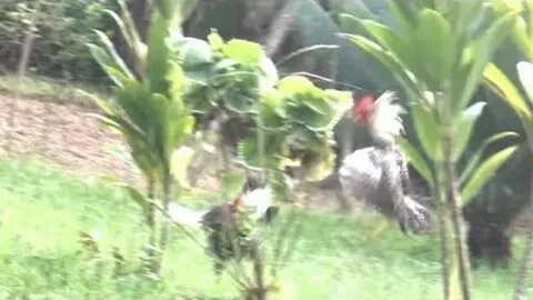 Rooster 🐓 attacks mirror 🪞 #viral #india #rooster #roostattacks #mirror