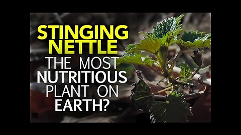 Stinging Nettle — The Most Nutritious Plant On Earth?