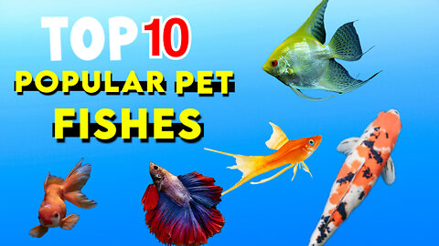 Top 10 popular pet Fishs