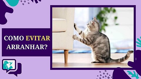 Como Ensinar Gato a NÃO Arranhar o SOFÁ - 4 Dicas