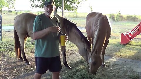 Sunday Feeding & Training Horses - Connecting This To Lester's Baby Filly