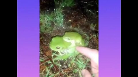 Australian Green Tree Frogs (ft. "Free" by Andre Auram) (19/12/2020)