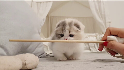 cute kitten videos short leg cat- KimsKennelUS 🐈🐈❤️🥰😂😂😂