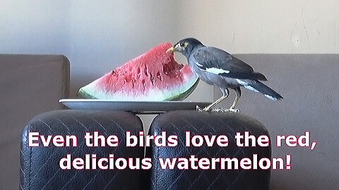Have you seen how birds eat watermelon?