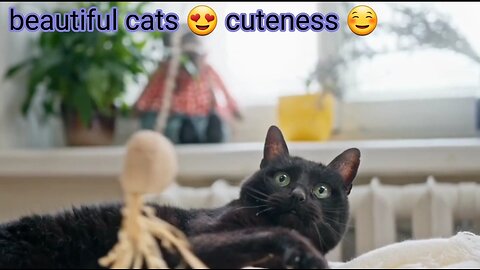 Beautiful Cats omg so cute 😍😍😍 adorable