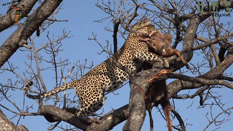 Male Leopard With Hoisted Meal In A Tree