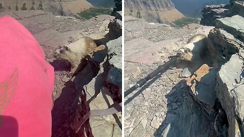 Sneaky Marmot Tries To Steal Walking Stick From Hikers