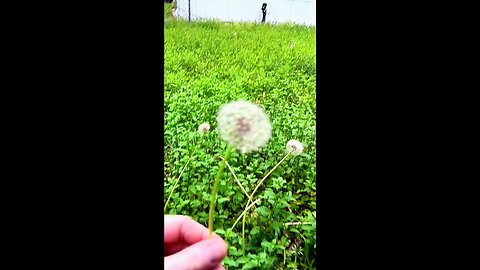 How to use a Dandelion. Quick simulation.
