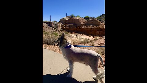 Rare, Wild Desert Malamute spotted in natural habitat