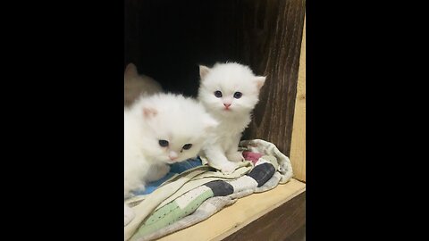 Cute kittens meowing