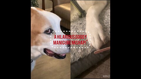 A Hilarious Doggy Manicure Mishap!"