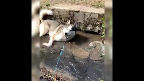 He learned to blow bubbles, and now it's the same every walk