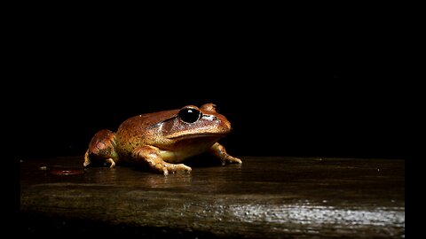 10 hours of nature sounds including Crickets, Frogs, and Whippoorwills along with water sounds.