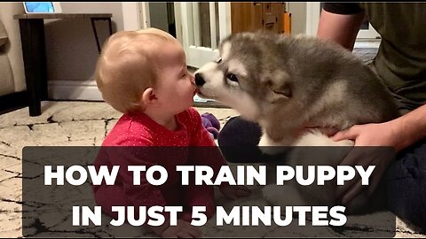 How To Train Puppy In Just 5 Minutes