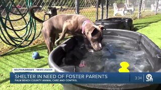 Palm Beach County Animal Care & Control in need of foster parents