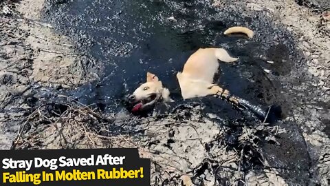 Heroic moment people rescue stray dog stuck in molten rubber | Stray dog rescued