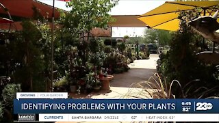 Growing Your Garden: Identifying problems with your plants
