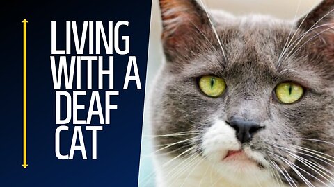 Living with a Deaf Cat