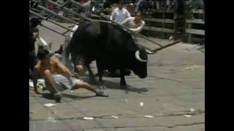 Bull Flips Guy Over