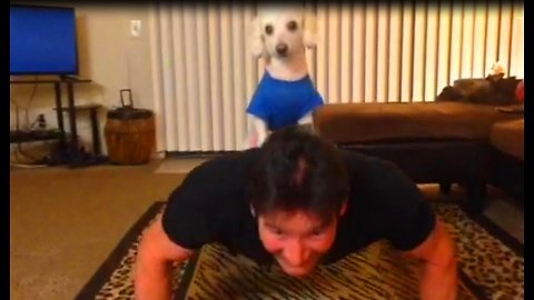 Small dog acts as owner's personal trainer