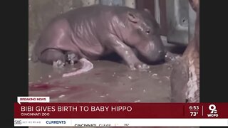 Cincinnati Zoo's Bibi gives birth to new healthy baby hippo