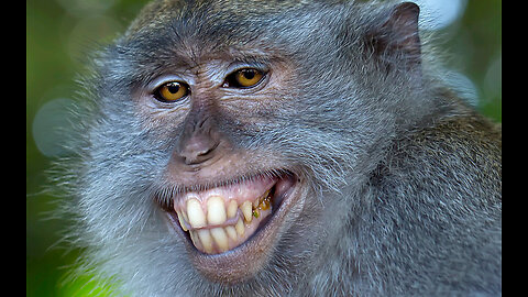Funny animals videos monkey funny videos