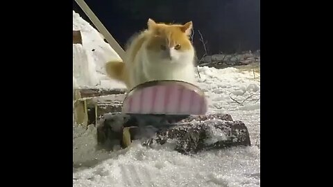 Cat Playing Snow Surfing