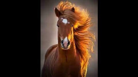 National Geographic Documentary - Horses - Amazing Story about this wonderful creature!