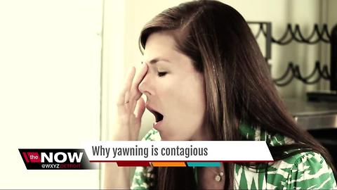 Ask Dr. Nandi: Why is yawning so contagious?