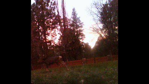 BABY Deer Walks in BEAUTIFUL SUNSET!